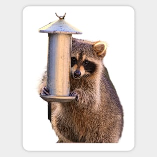 Raccoon Smiling Kawaii Sticker